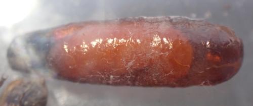 Réf. 353 920 : Sceliphron curvatum